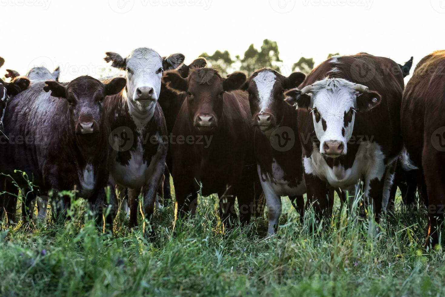 bestiame raccolta con naturale pascoli nel pampa campagna, la pampa provincia, patagonia, argentina. foto