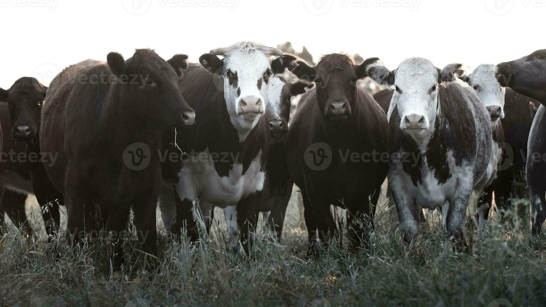 bestiame raccolta con naturale pascoli nel pampa campagna, la pampa provincia, patagonia, argentina. foto