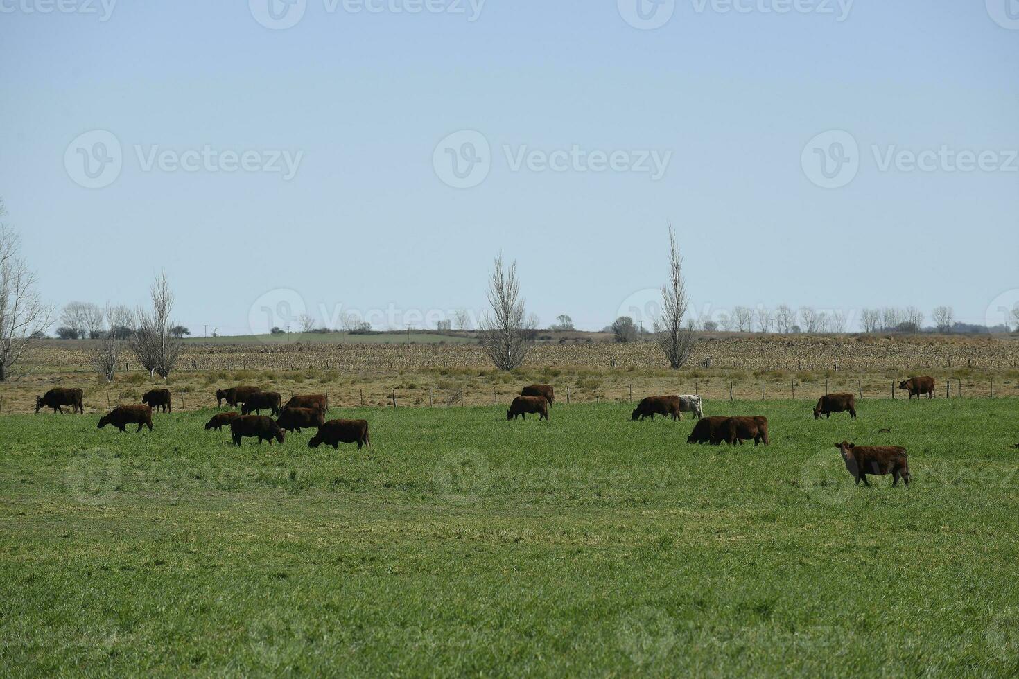 bestiame raccolta con naturale pascoli nel pampa campagna, la pampa provincia, patagonia, argentina. foto