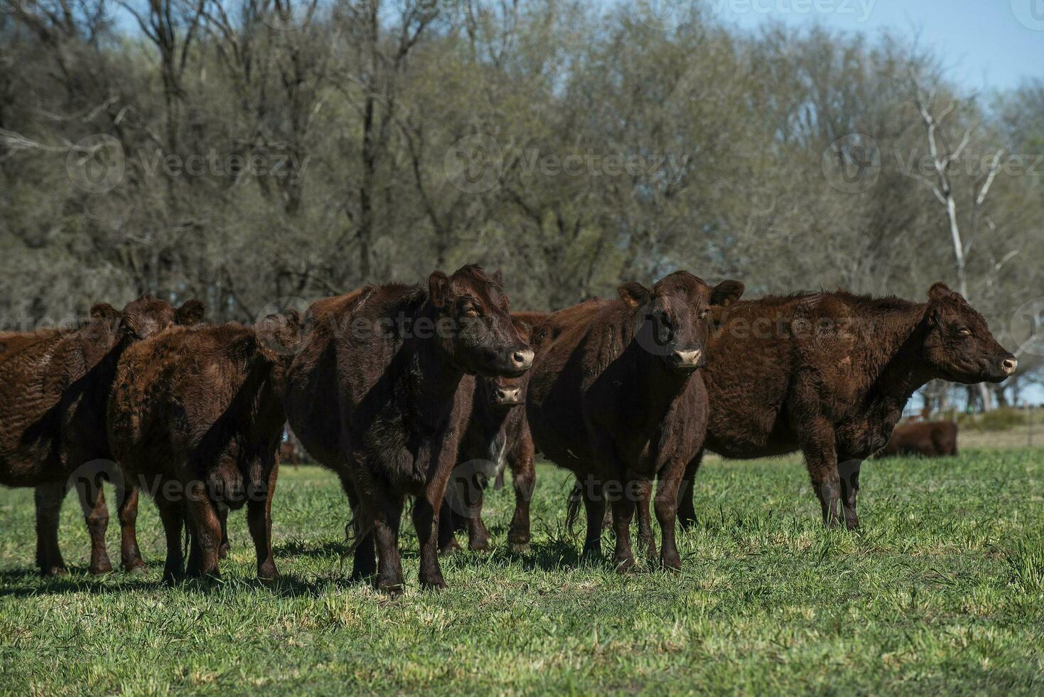 bestiame raccolta con naturale pascoli nel pampa campagna, la pampa provincia, patagonia, argentina. foto