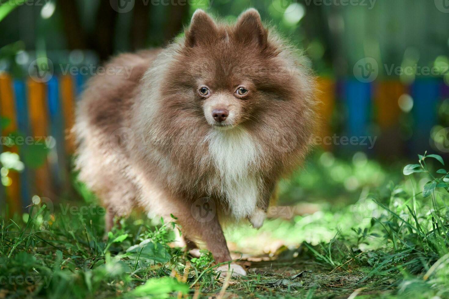 cane spitz di Pomerania in giardino foto