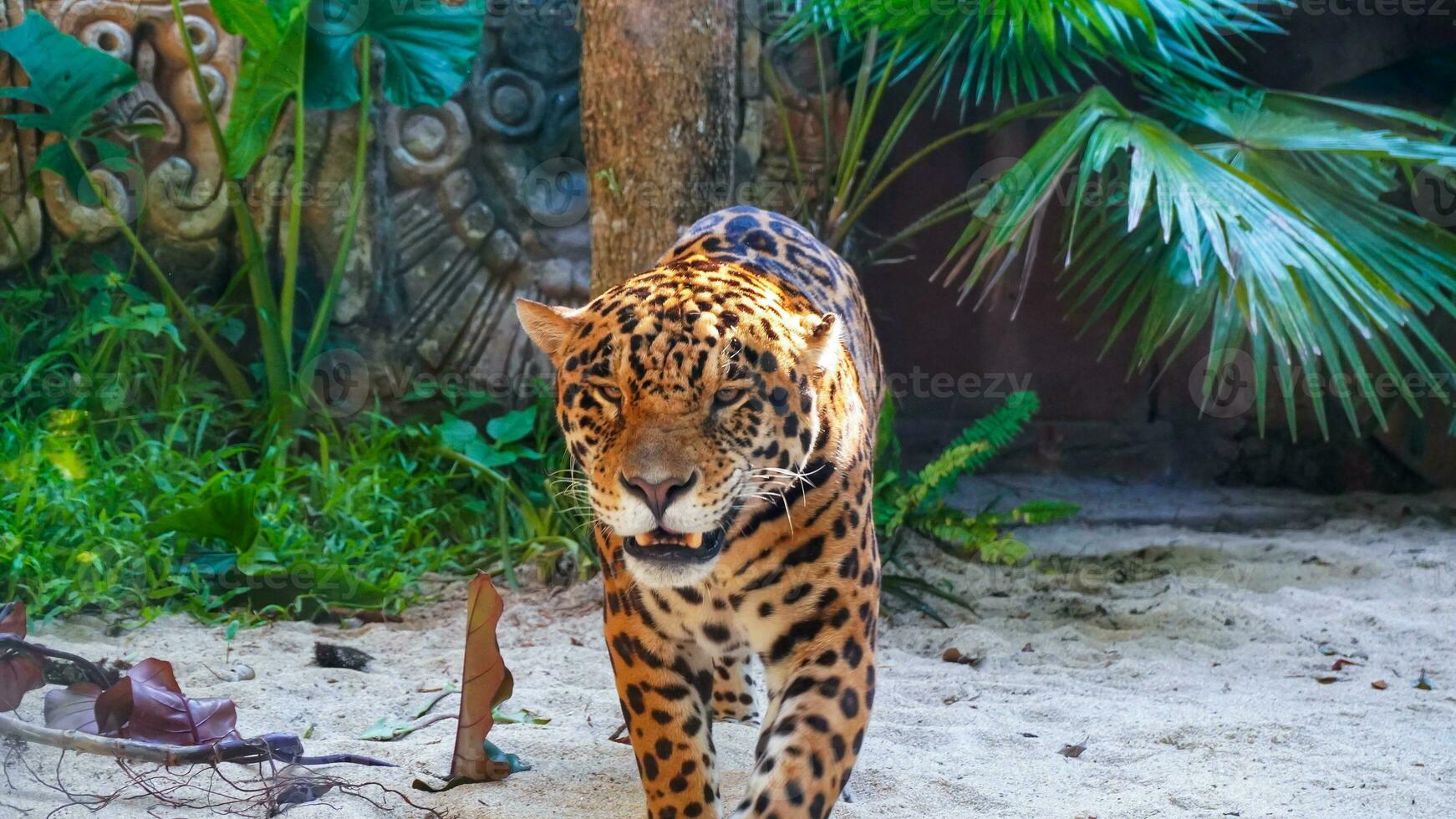 un' leopardo, panthera pardus, camminava dritto avanti con un' bagliore foto