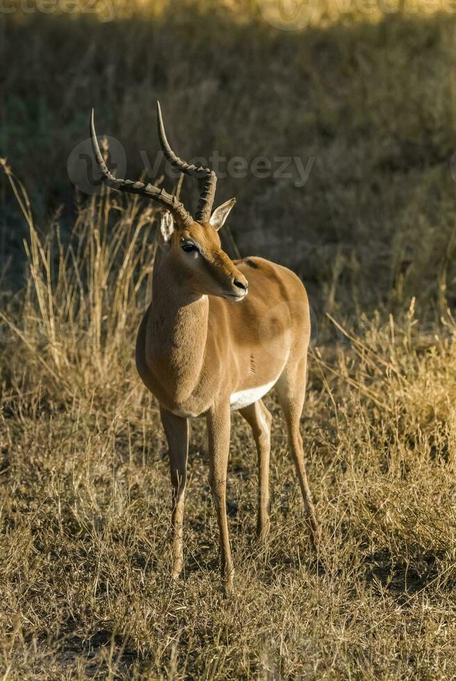 gazzelle nel africano safari foto