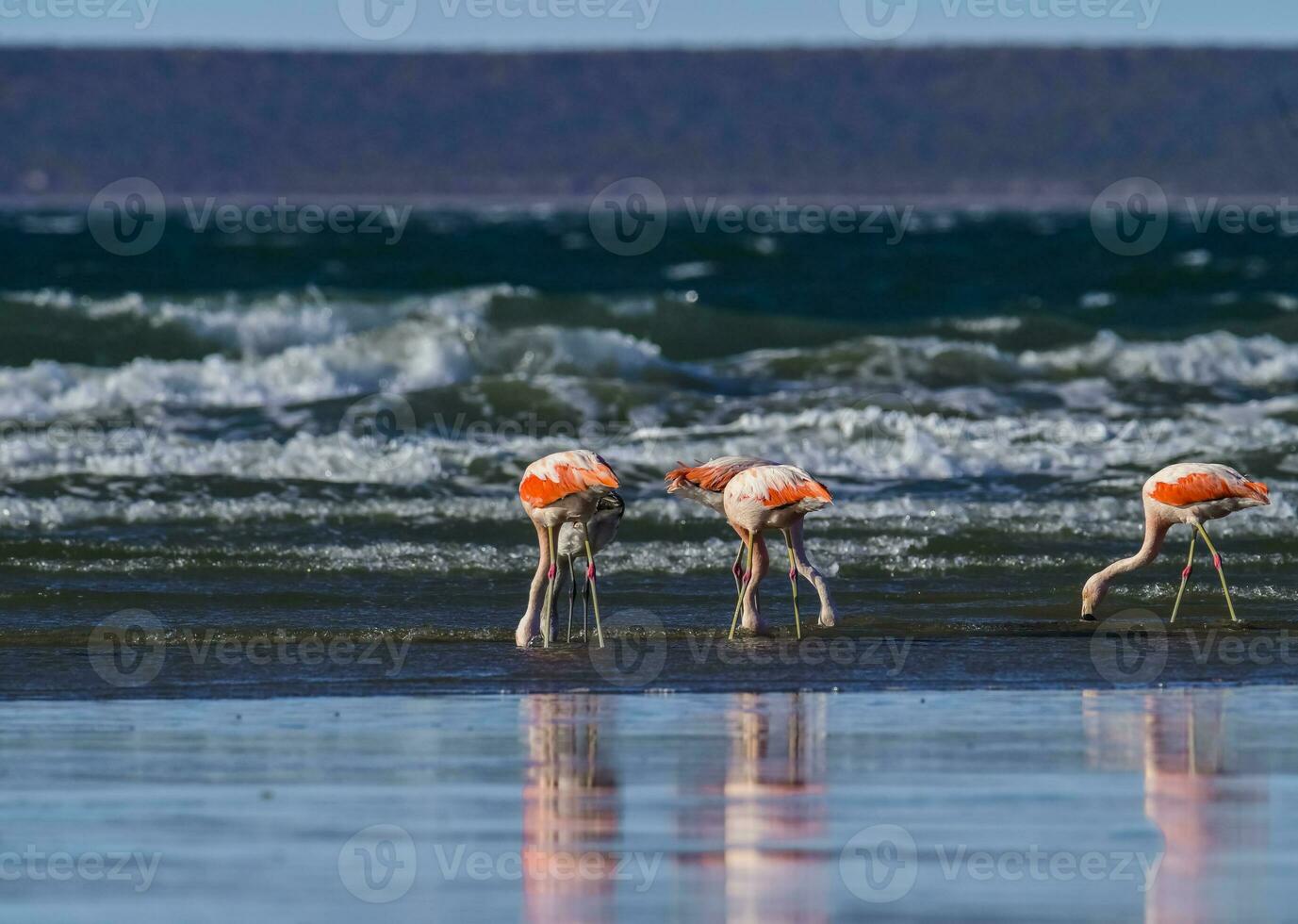 fenicotteri gregge, patagonia, argentina foto