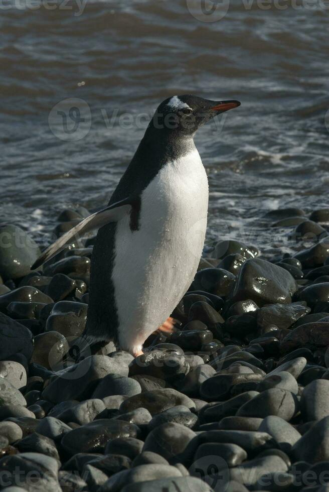 gentoo pinguino, antartica foto