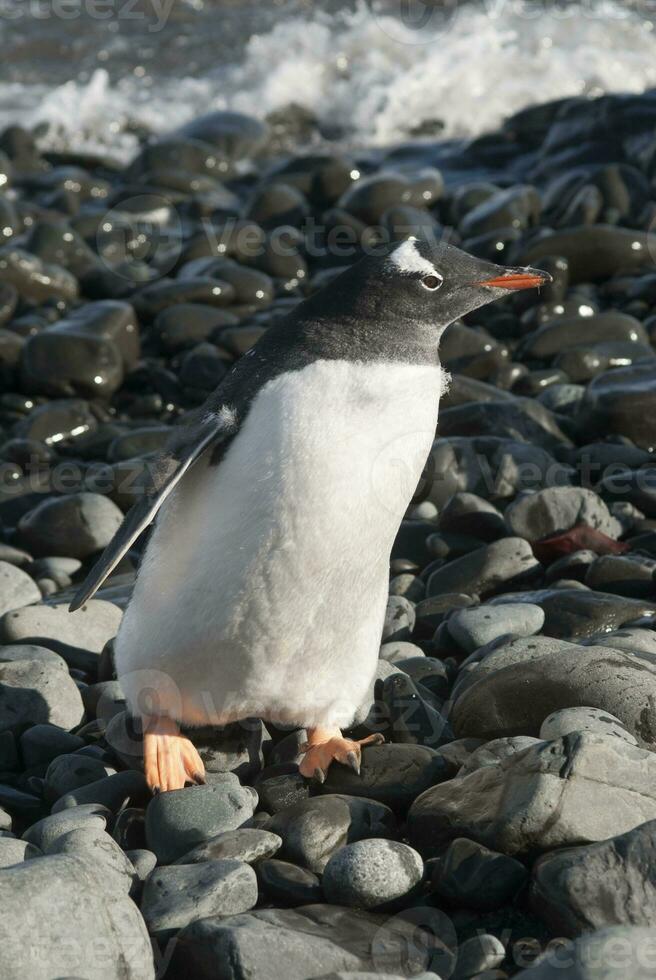 gentoo pinguino, antartica foto