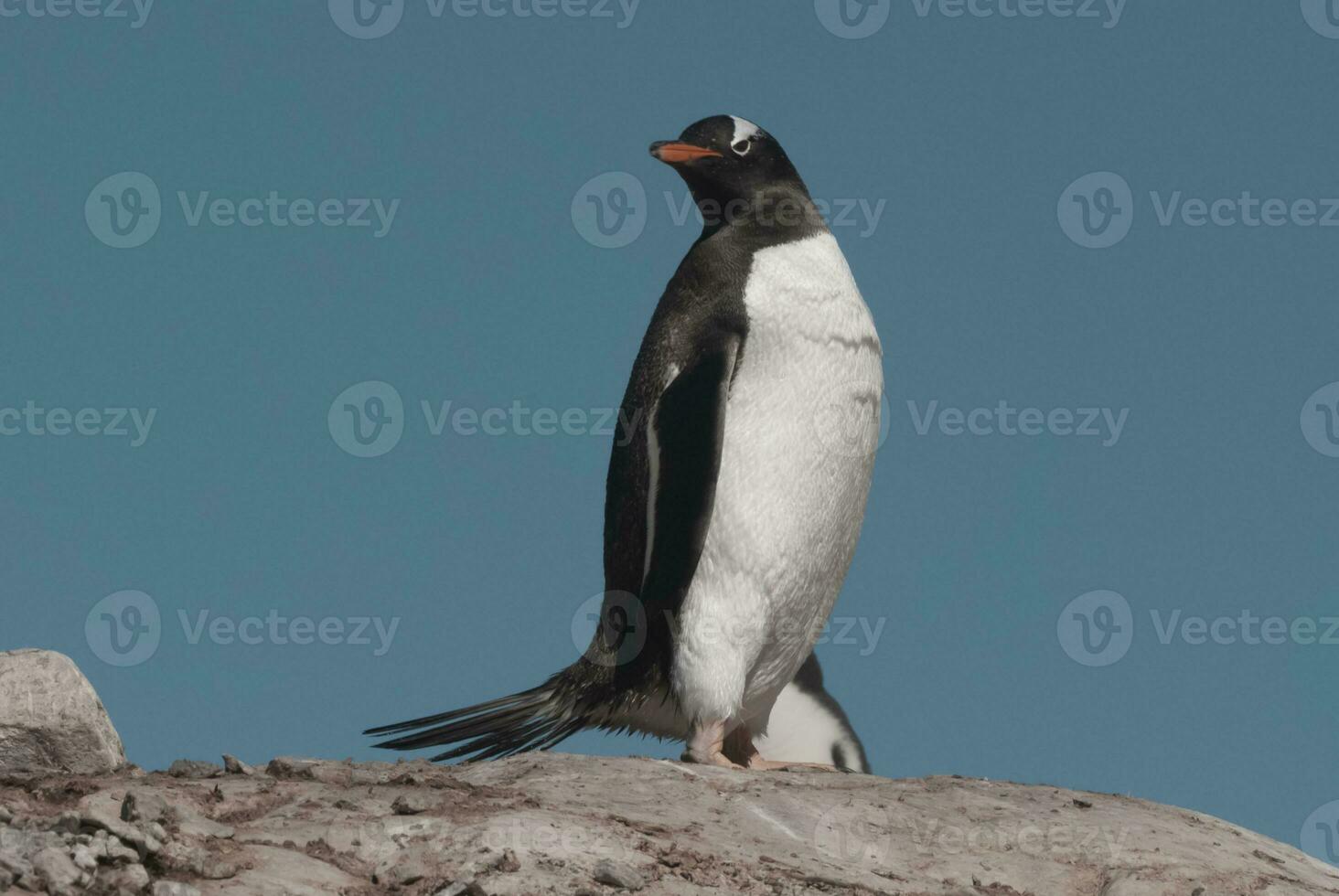 gentoo pinguino nel neko porto, penisola antrtica. foto