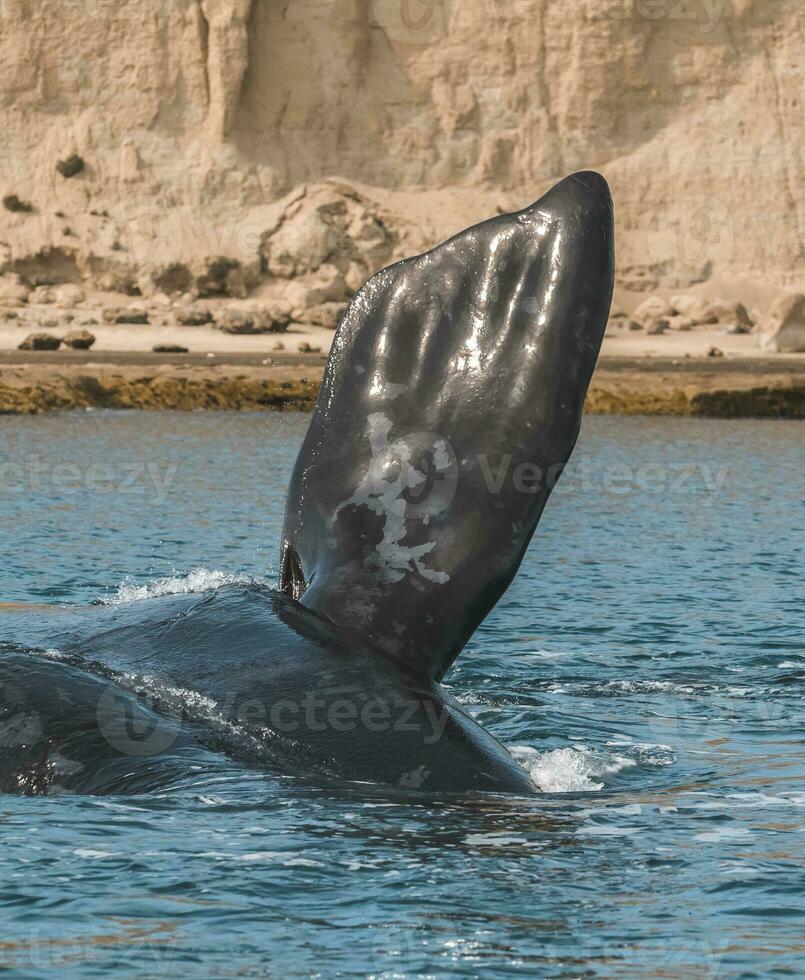 balena coda nel penisola Valdes,, patagonia, argentina foto