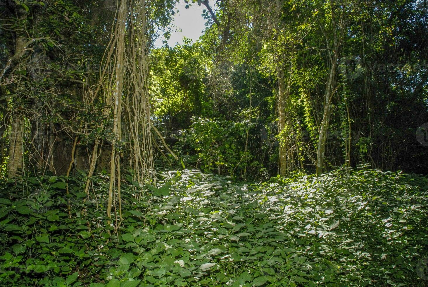 giungla, vicino Santa lucia estuario, sud Africa foto