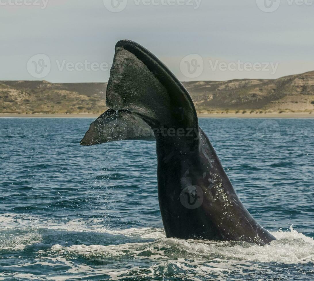 balena coda nel penisola Valdes,, patagonia, argentina foto