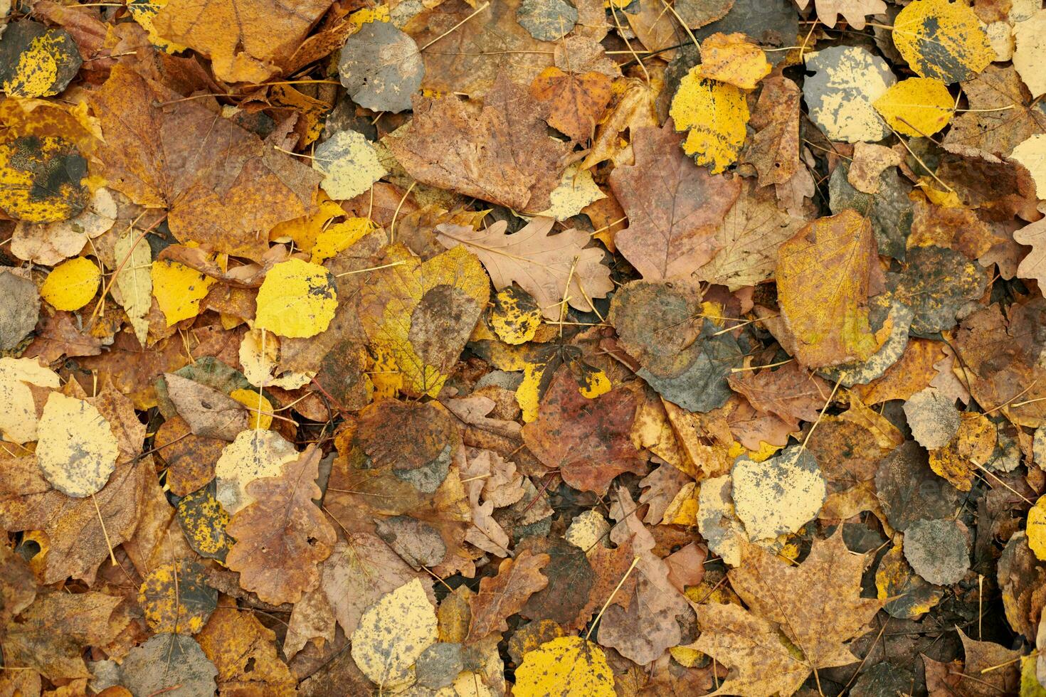 autunno foglie, superiore Visualizza foto