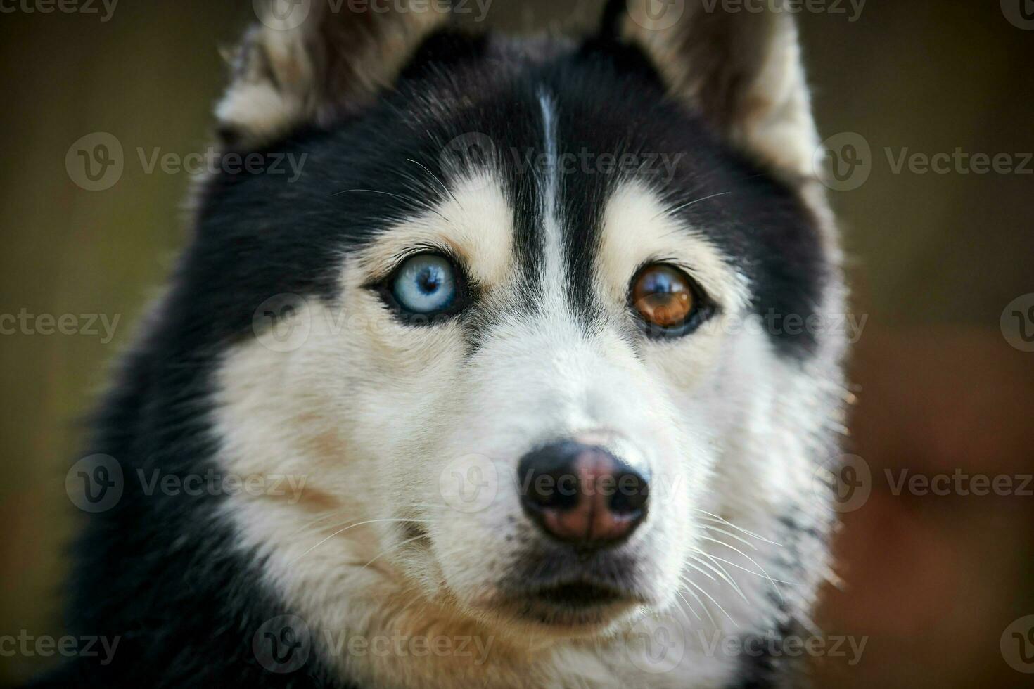 siberiano rauco cane con enorme occhi, divertente sorpreso rauco cane con confuso grande occhi, eccitato cagnetto foto