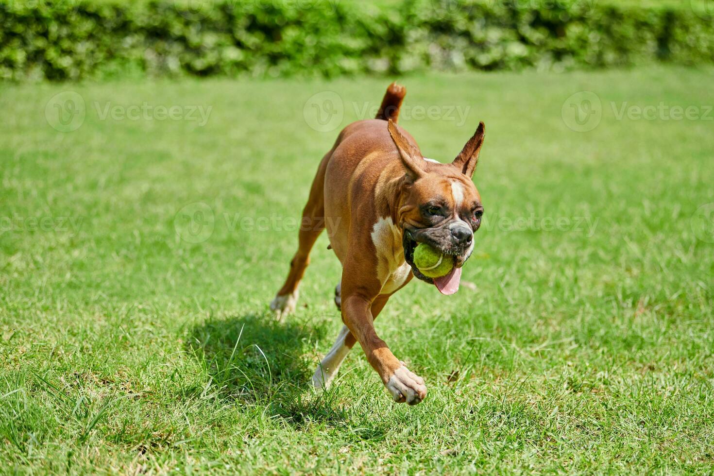 pugile cane corre su verde erba estate prato all'aperto parco a piedi con adulto animale domestico, divertente carino pugile cane foto