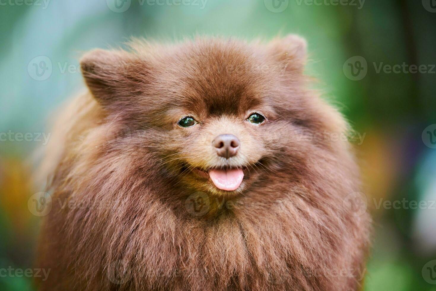 cane spitz pomeraniano in giardino, primo piano ritratto del viso foto