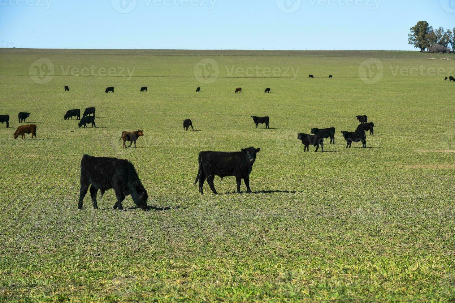 bestiame raccolta con naturale pascoli nel pampa campagna, la pampa provincia, patagonia, argentina. foto