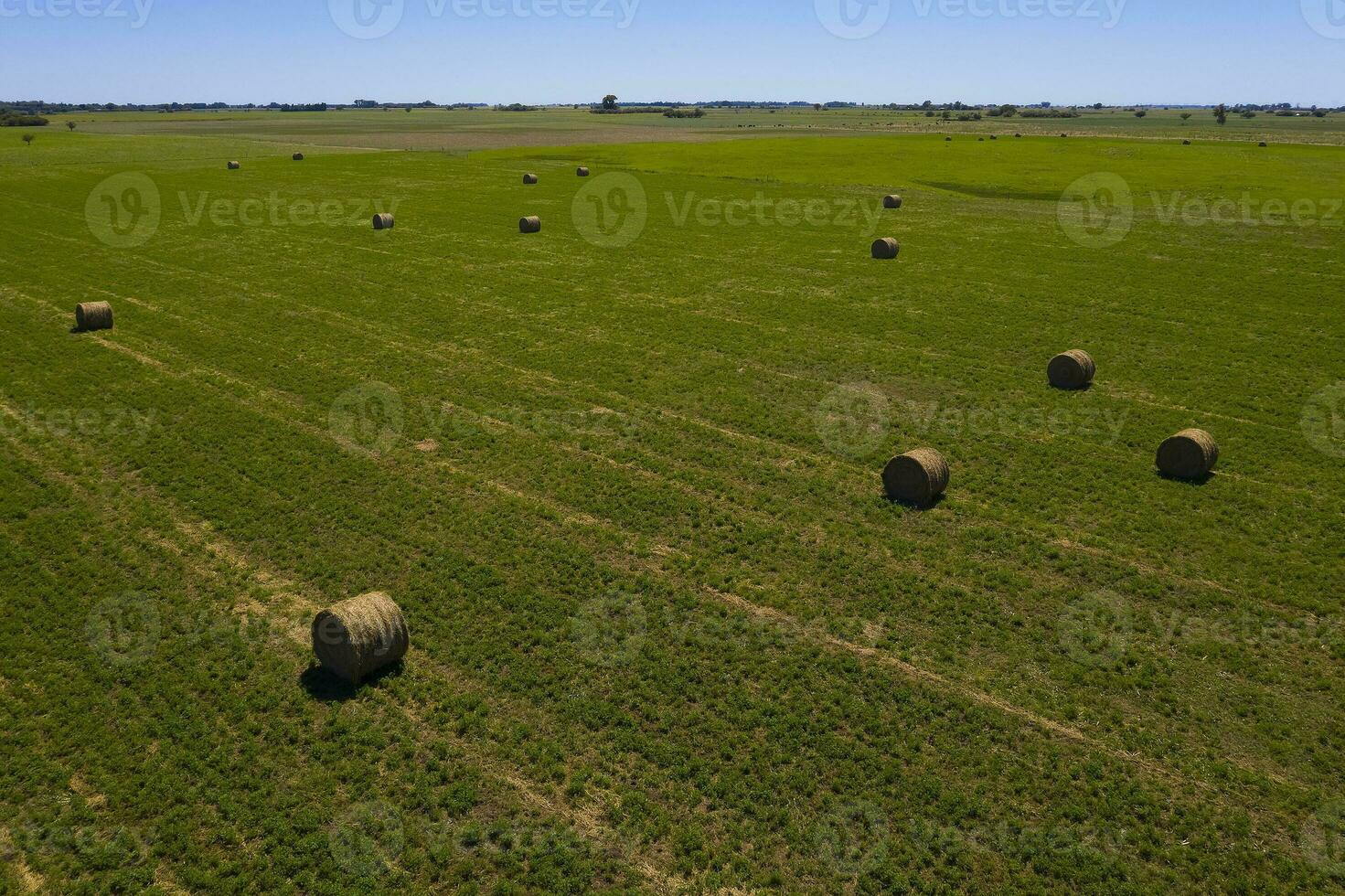 erba balla, erba Conservazione nel la pampa campagna, Patagonia, Argentina. foto