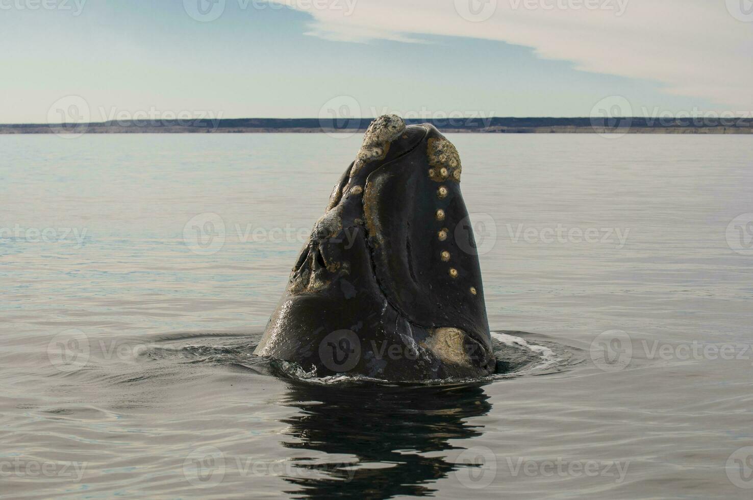 balena salto nel penisola Valdes,, patagonia, argentina foto