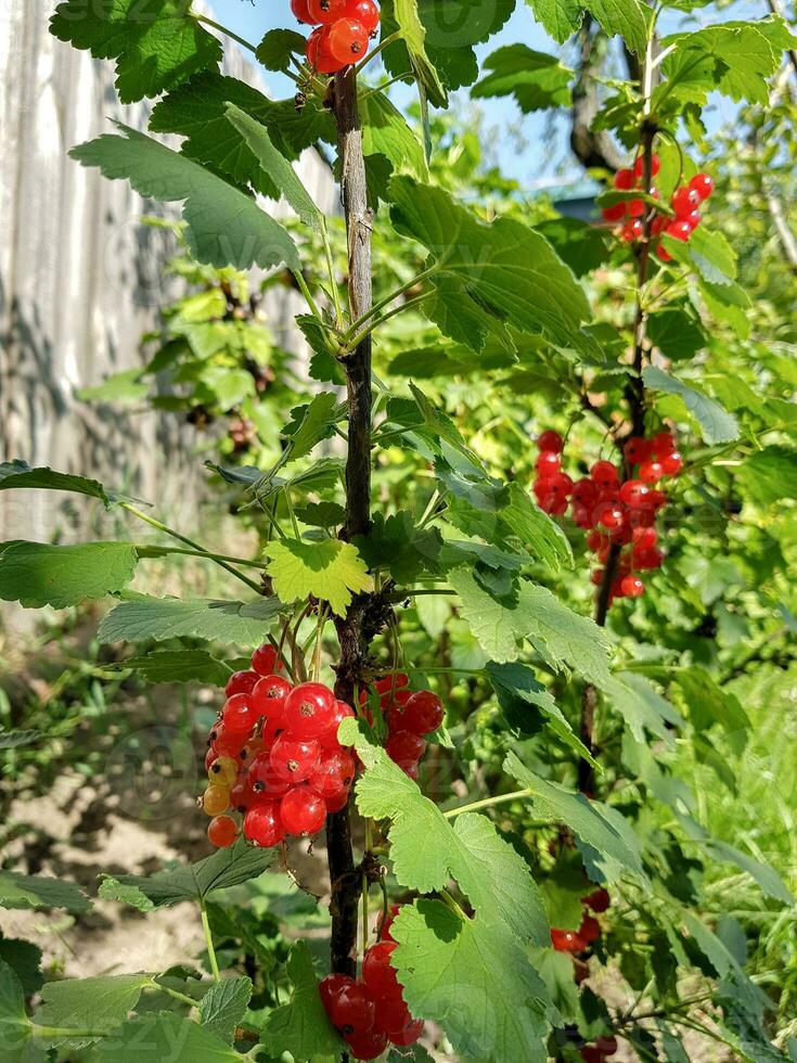 ramo con ribes rosso frutti di bosco nel il giardino foto