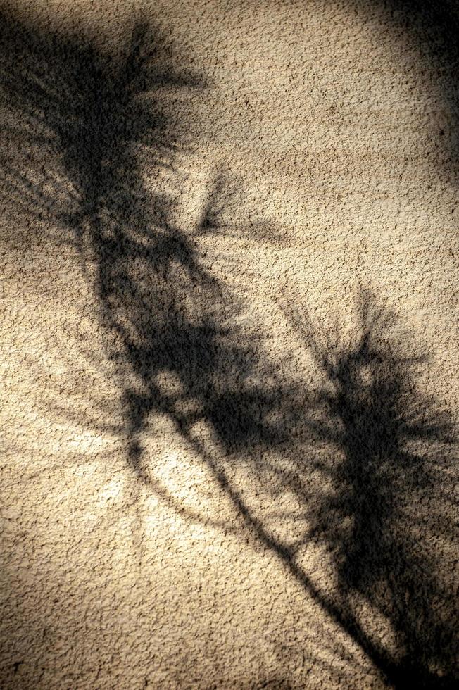ombra scura di un albero su un muro di cemento foto