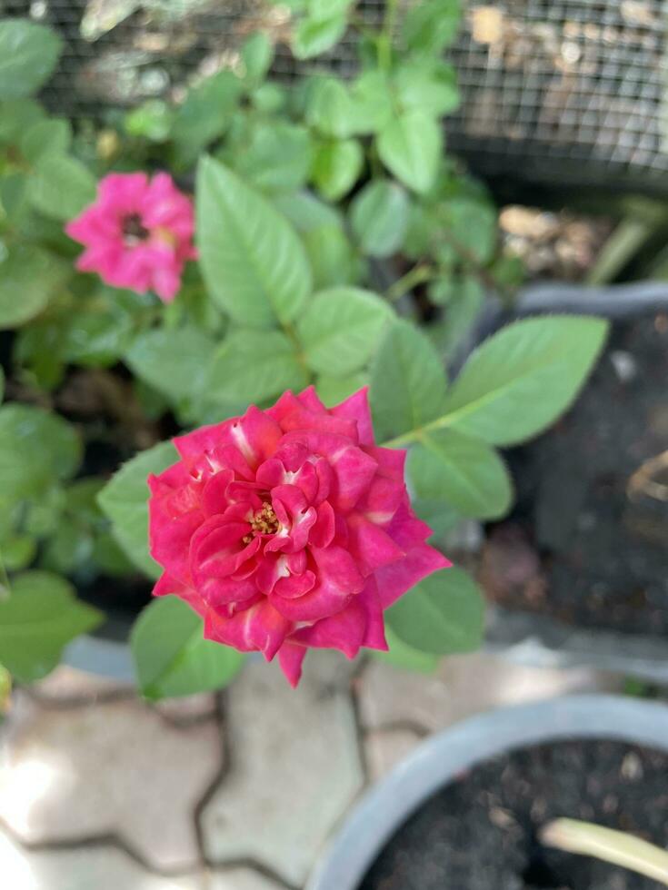 rosa rossa in giardino foto