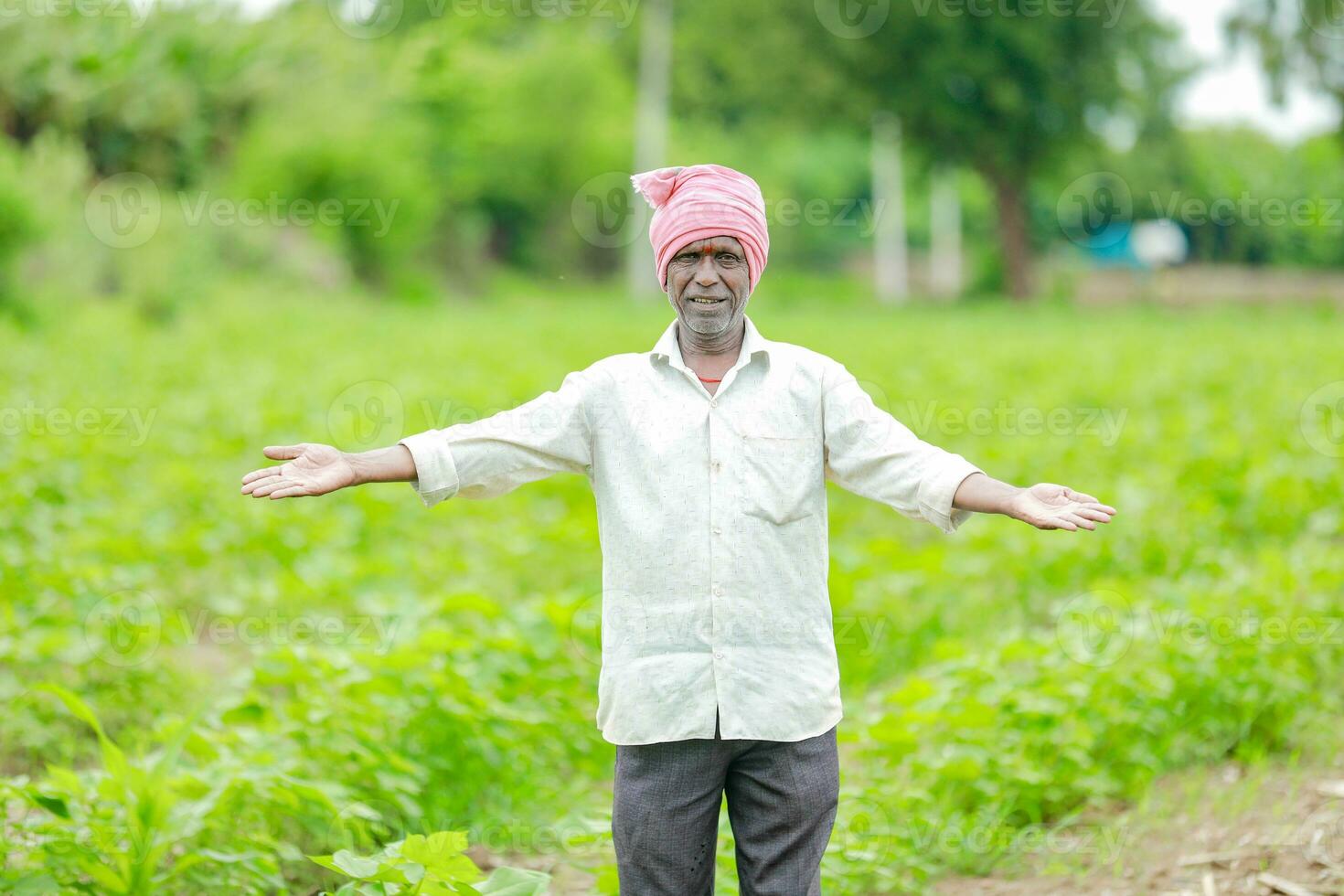 indiano contadino mostrando cotone albero nel cotone azienda agricola , contento contadino foto
