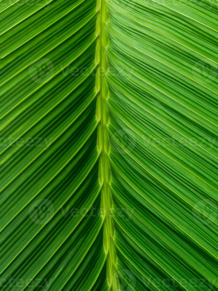 vicino su zucchero foglia struttura verde foto