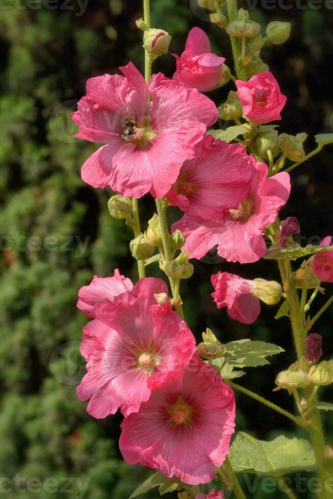 Comune malvarosa --- alcea rosea ---, renania, germania foto