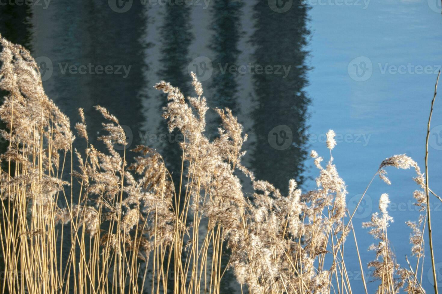 drammatico Alba al di sopra di il calma fiume nel primavera con piegato erba contro sole. daugava, Lettonia foto