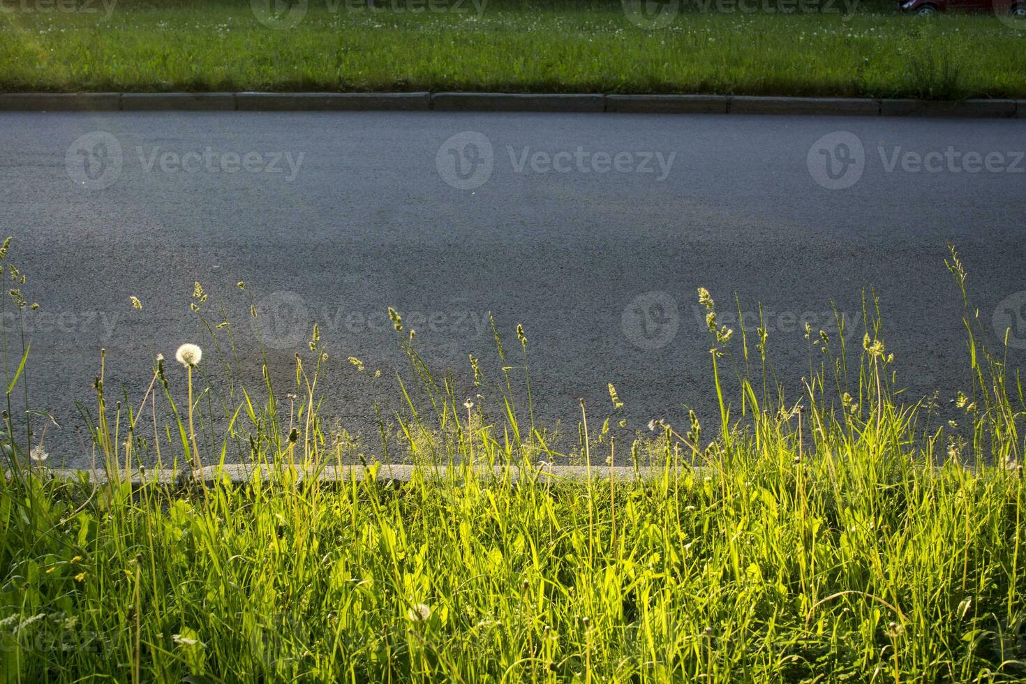 fioritura orecchie di erbacce. naturale prato nel il luminosa sole foto