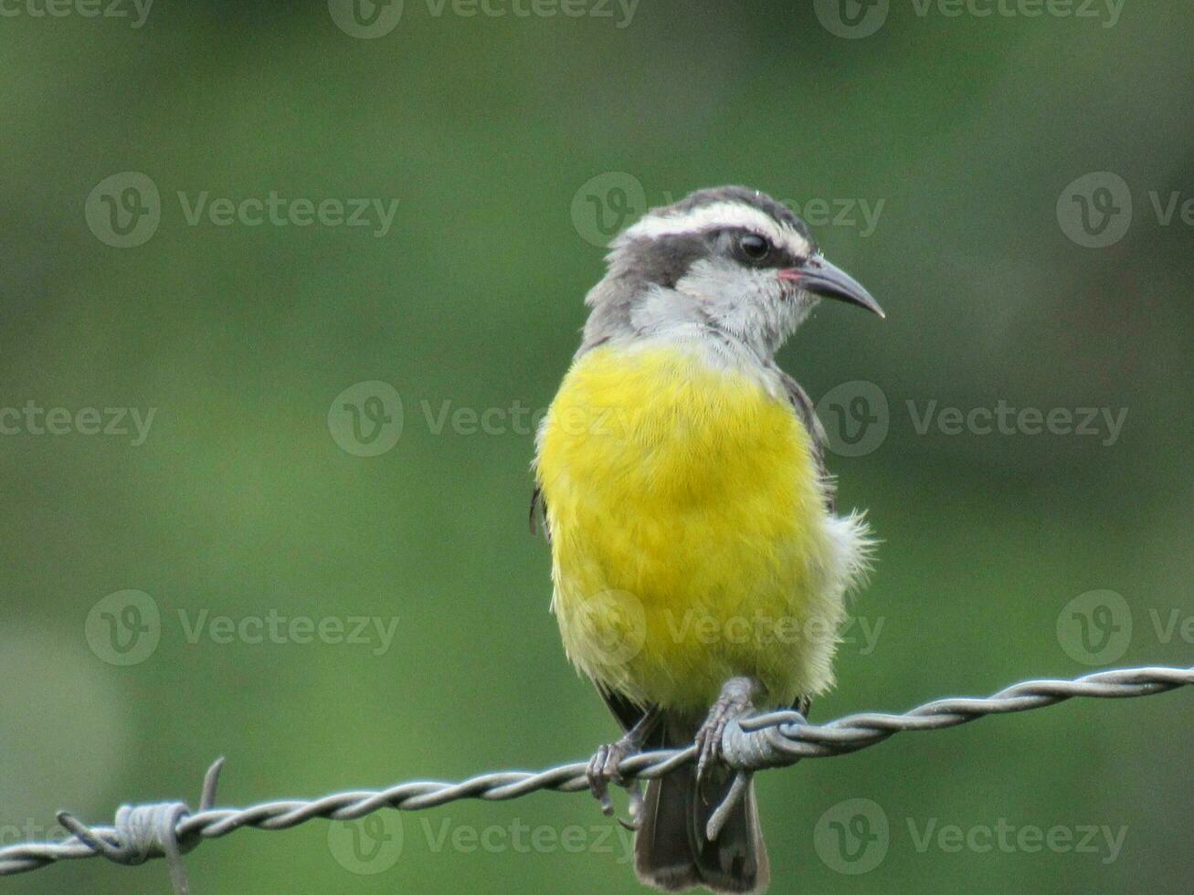 cambacica nome scientifico coereba flaveola Bananaquit foto