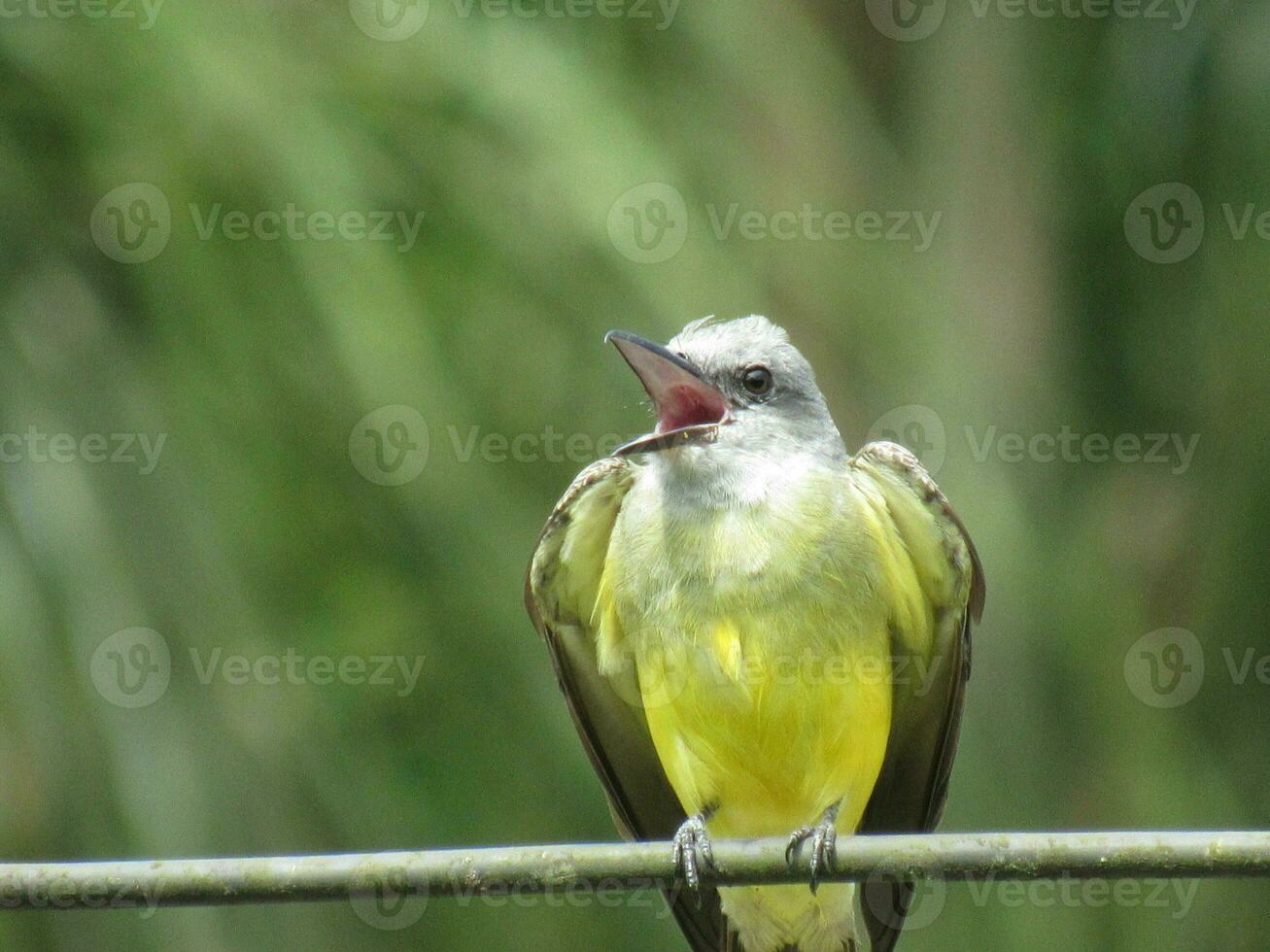 suiriri nome scientifico tiranno malinconico tropicale kingbird foto