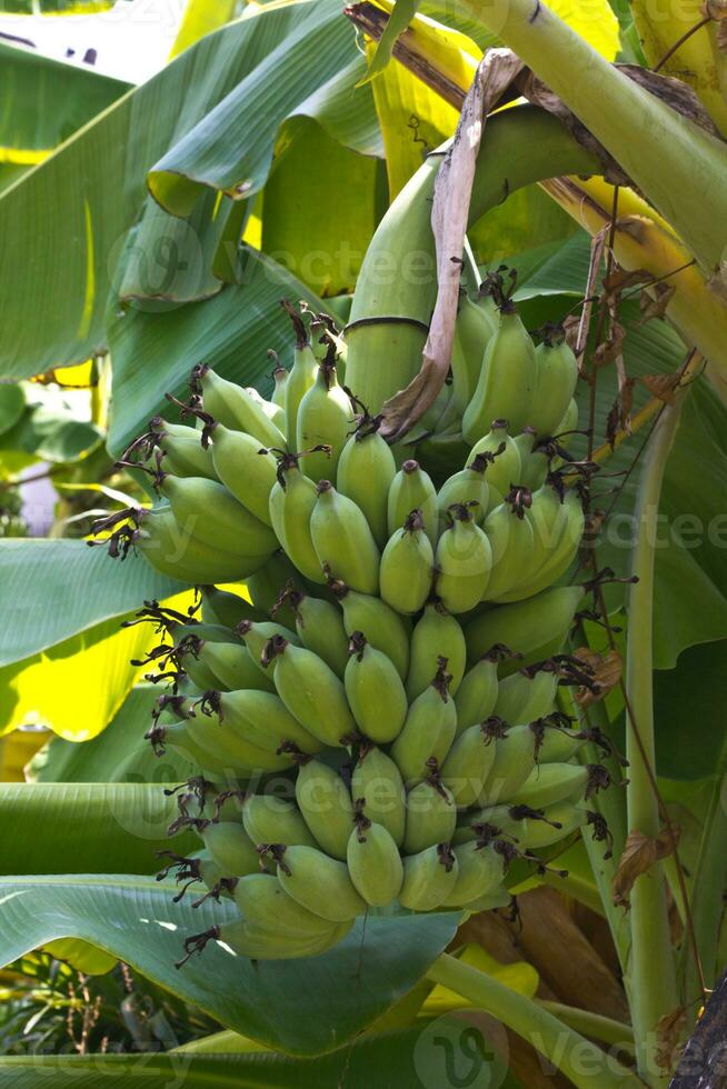 banani in giardino foto