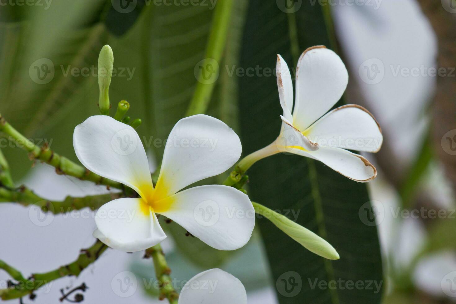 bianca frangipani fiori nel il giardino foto