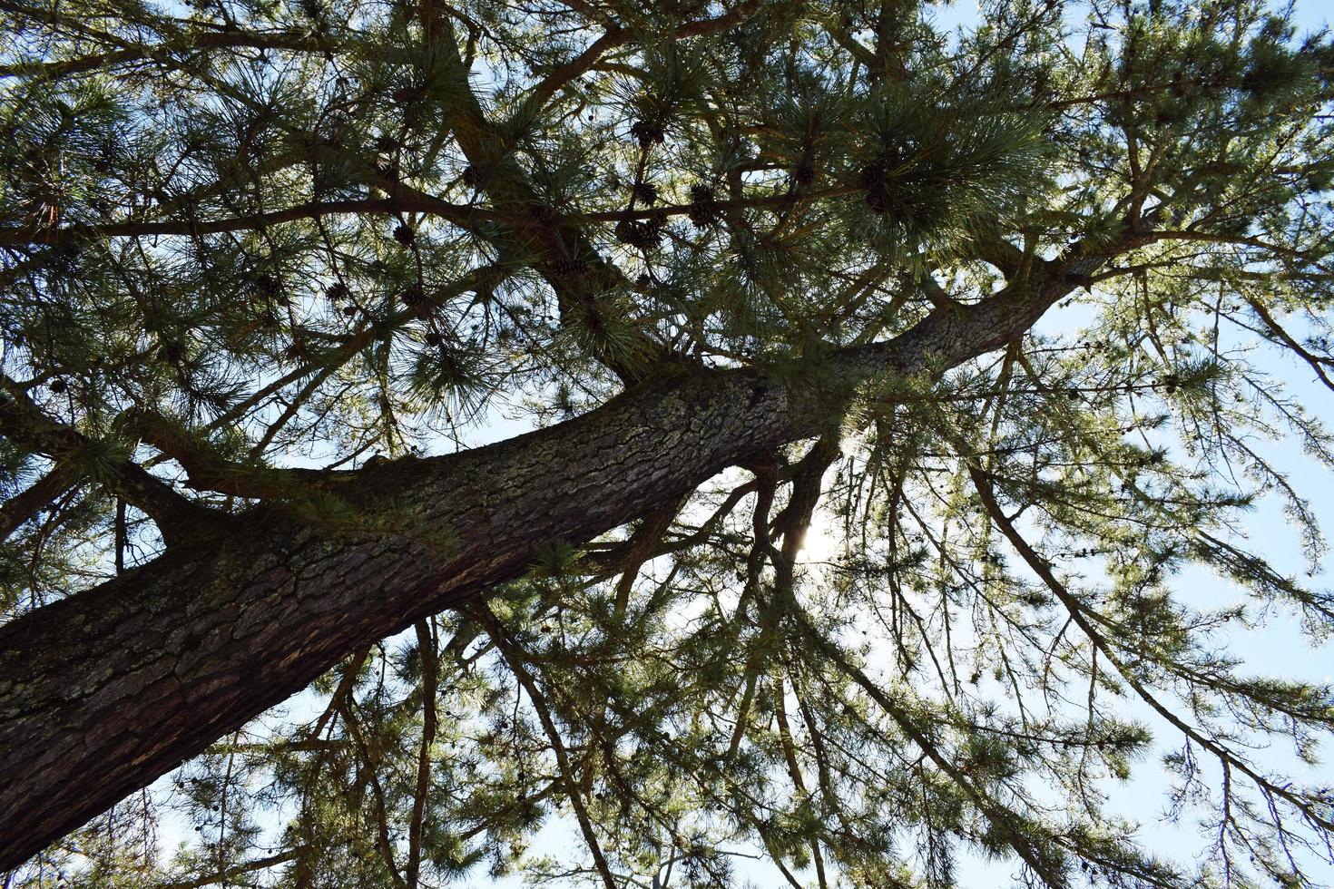 albero a foglia verde durante il giorno foto