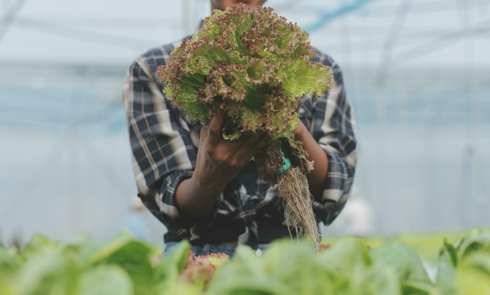 asiatico donna contadino utilizzando digitale tavoletta nel verdura giardino a serra, attività commerciale agricoltura tecnologia concetto, qualità inteligente contadino. foto