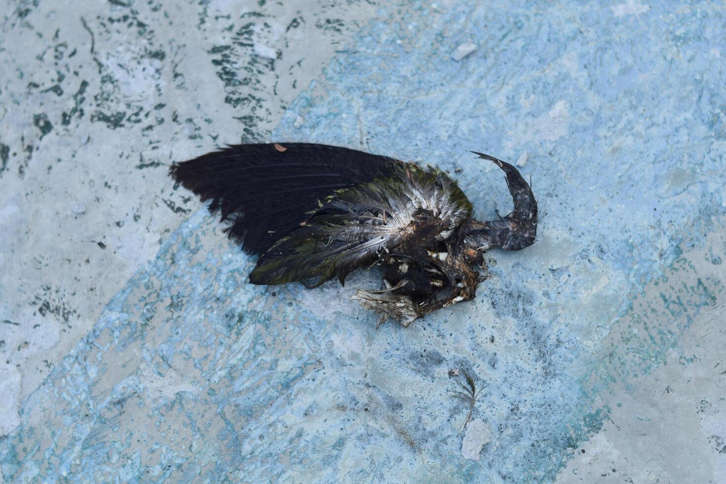 morto uccello nel cemento. nero uccello carcasse. foto