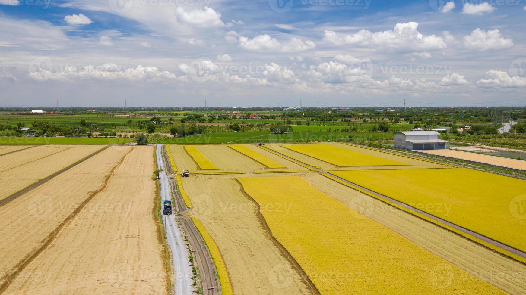 vista aerea della macchina mietitrice che lavora nel campo di riso dall'alto foto