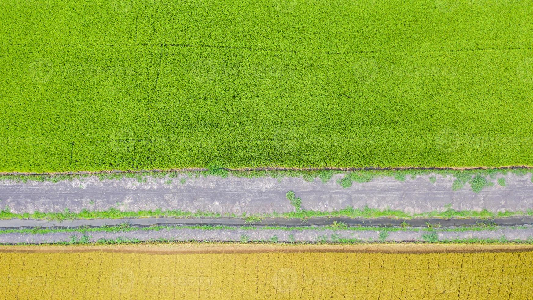 vista aerea dall'alto del campo di riso verde e giallo dall'alto foto