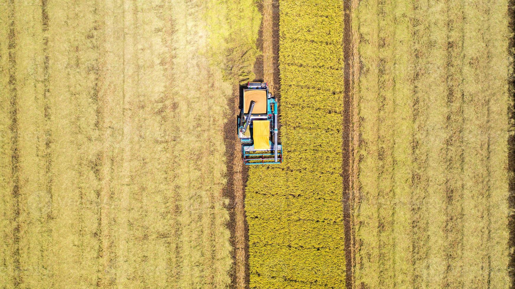 vista aerea dall'alto della macchina mietitrice che lavora nel campo di riso dall'alto foto