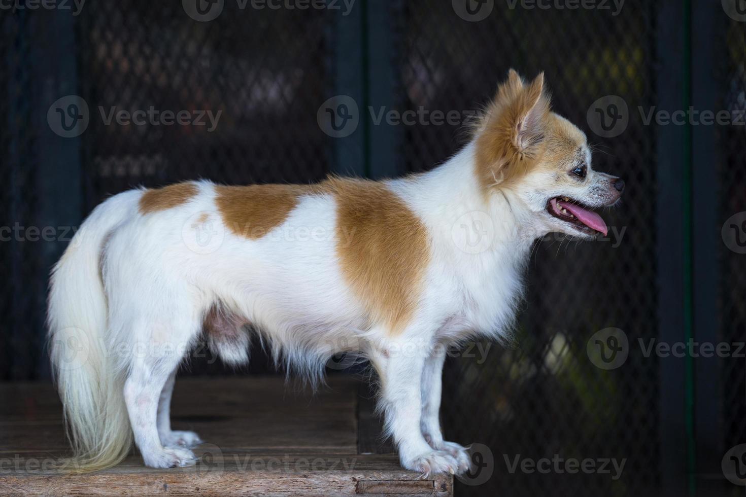 cane chihuahua pelo lungo sul tavolo foto