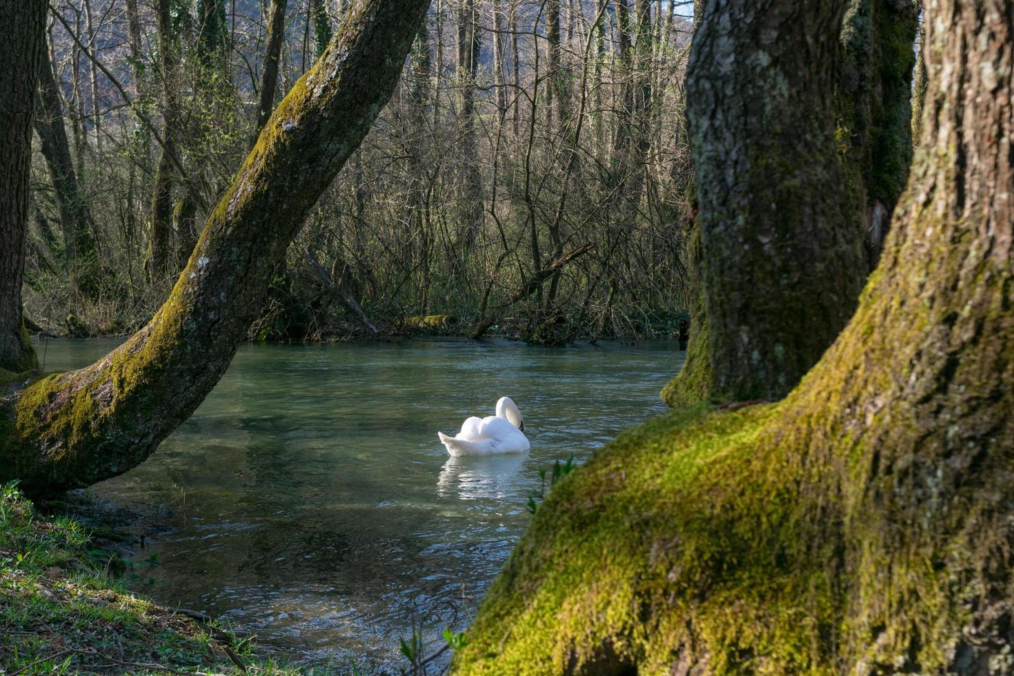 cigno bianco che nuota sul lago al parco foto