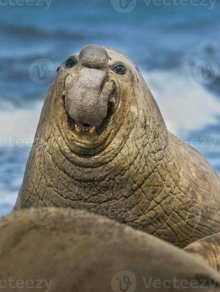 un' mare Leone su un' alga marina foto