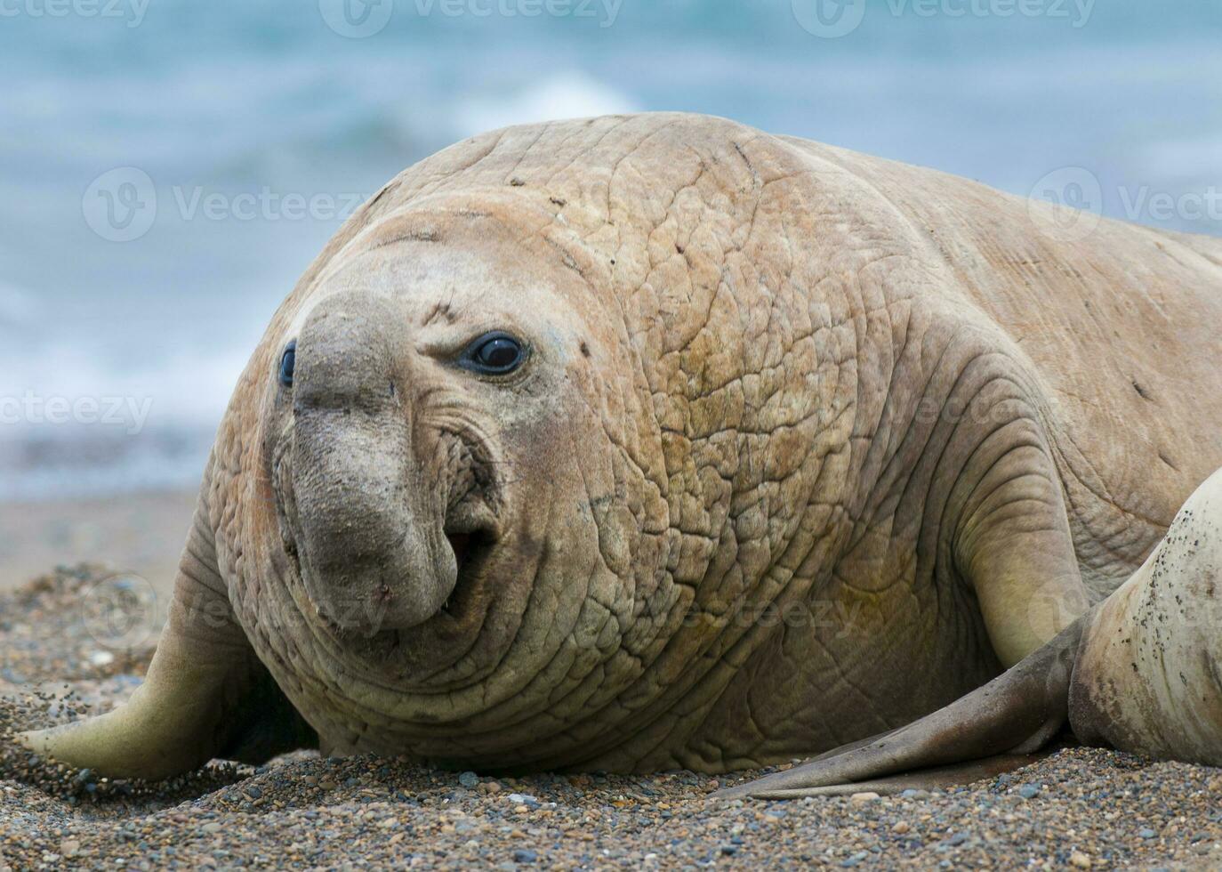 un' gruppo di mare leoni foto