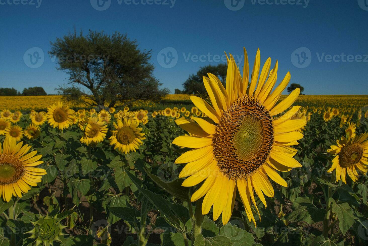 un' campo di girasoli con un' albero nel il sfondo foto