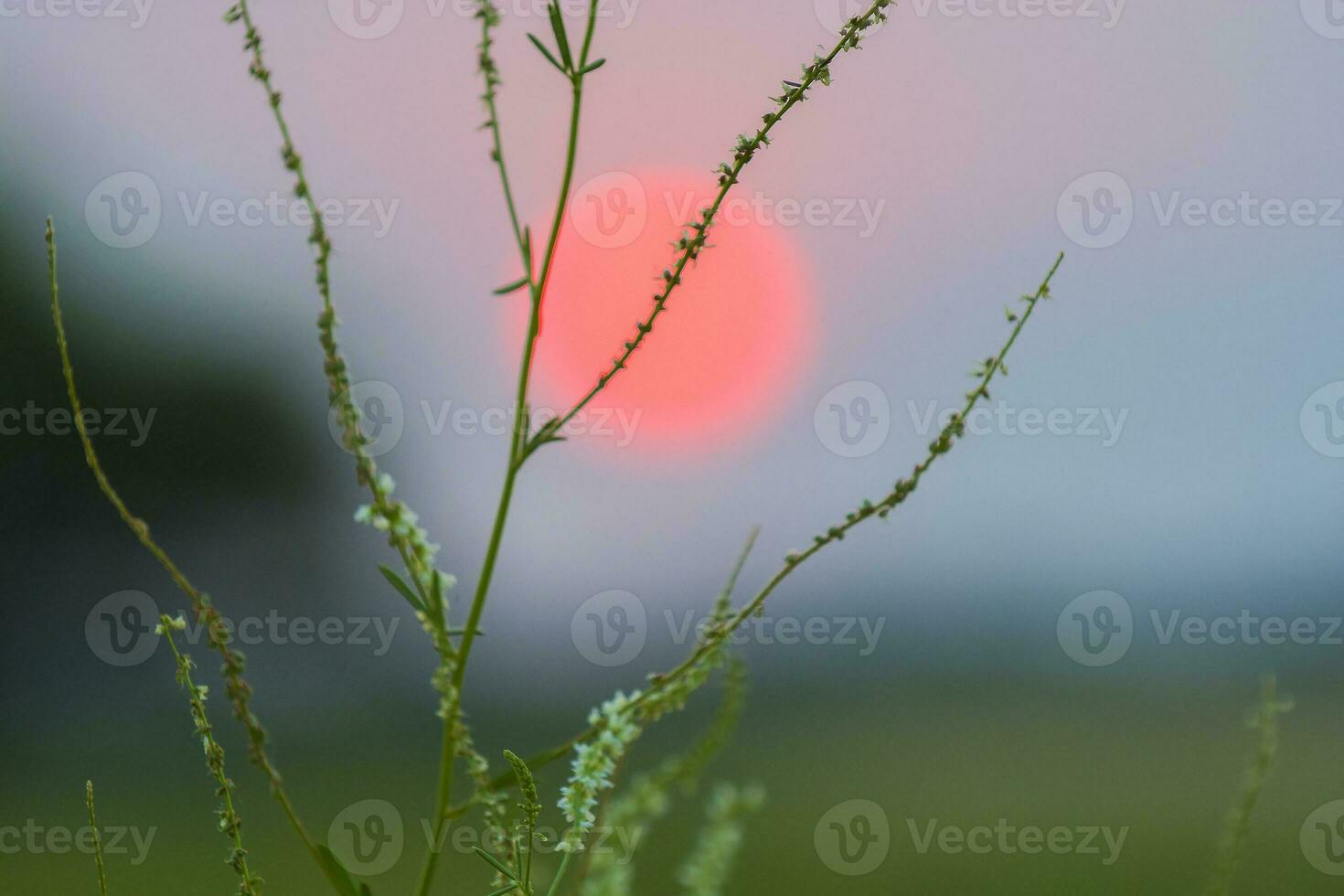 un' rosso sole è visto dietro a un' pianta con erba foto