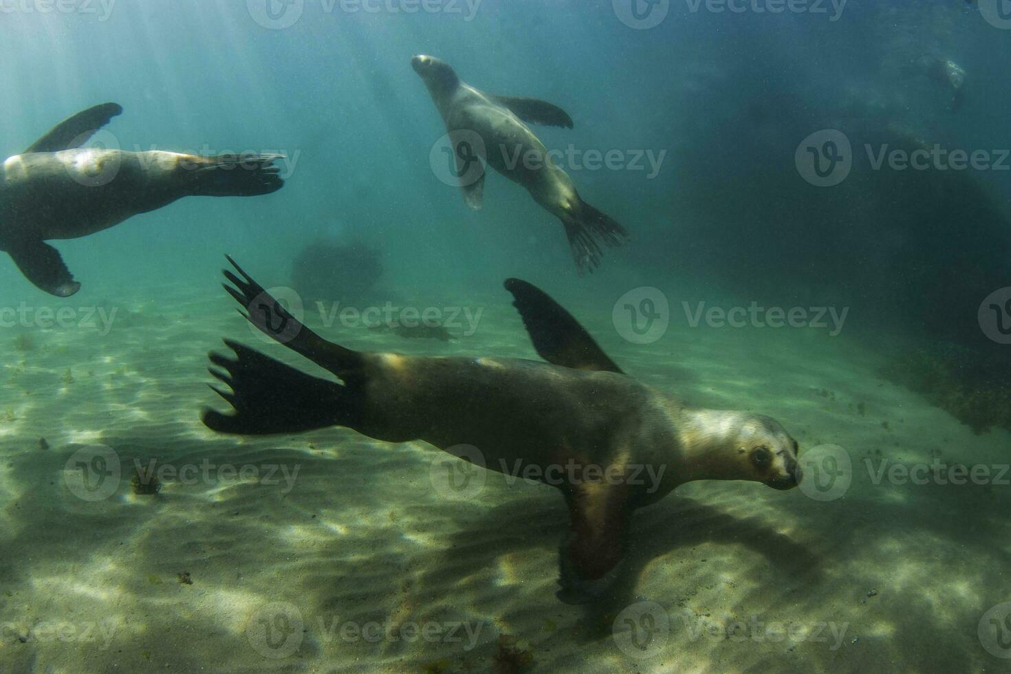 un' gruppo di mare leoni nuoto nel il oceano foto