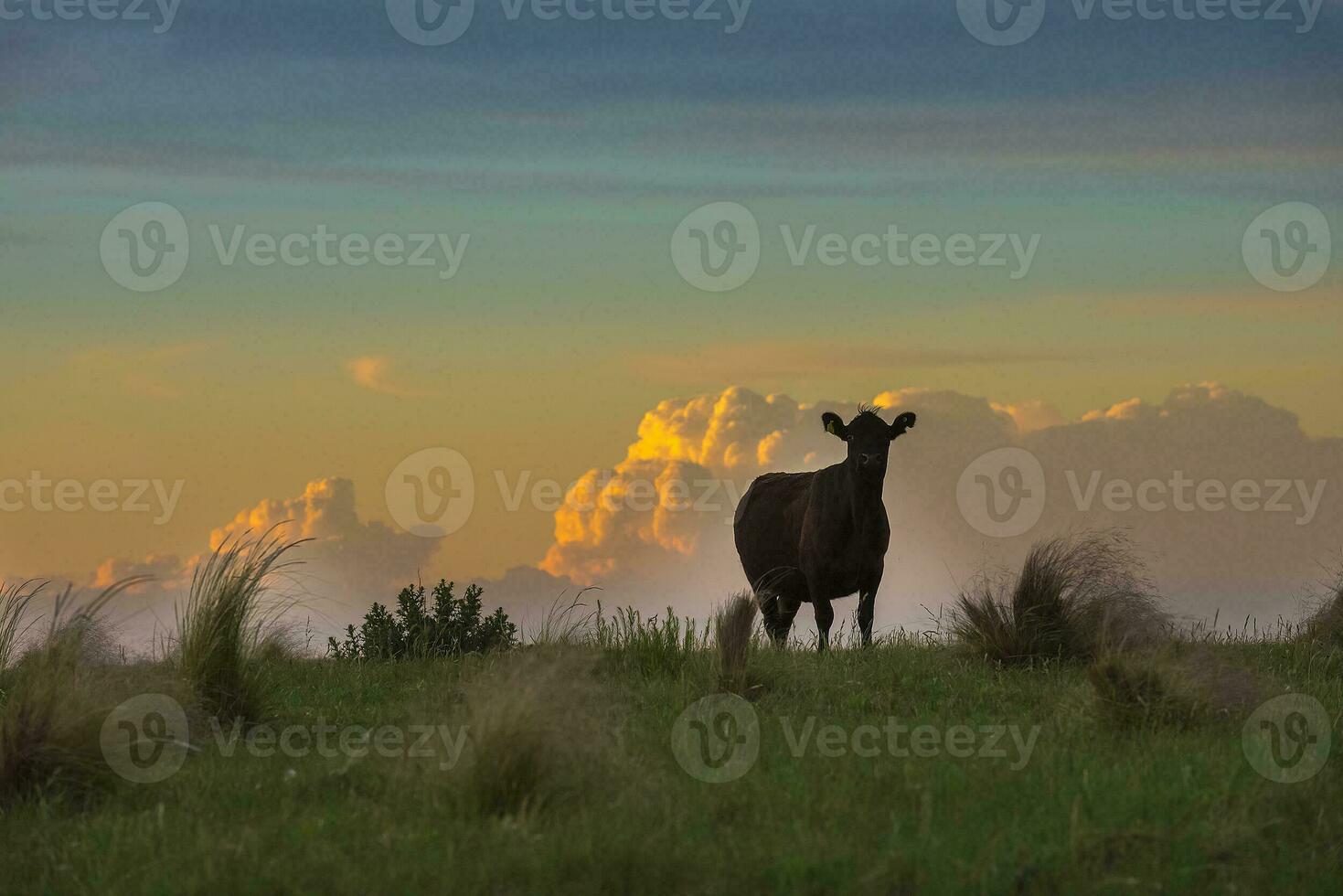 un' mucca in piedi nel un' campo a tramonto foto