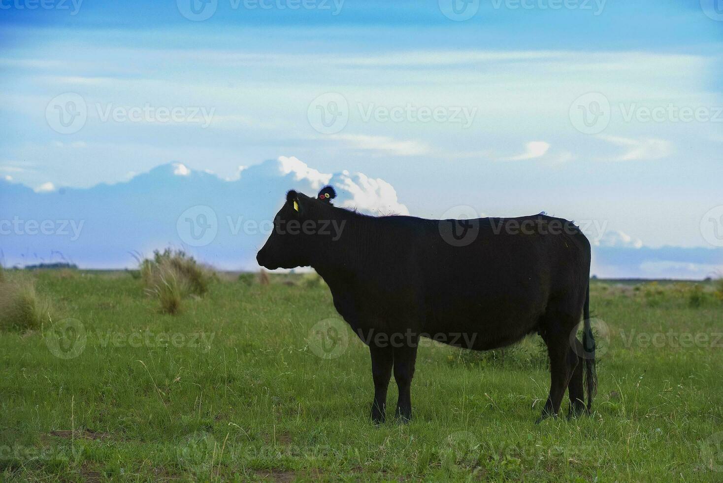 un' mucca in piedi nel un' campo con un' cielo nel il sfondo foto