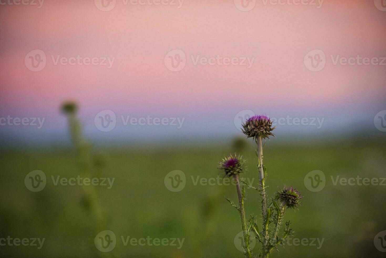 cardo nel il tramonto foto