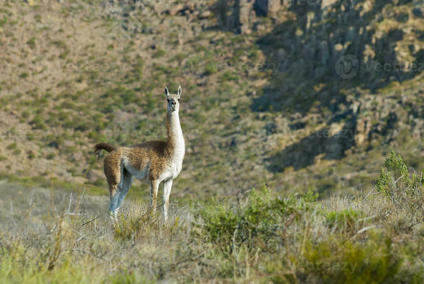 un' gruppo di llamas in piedi nel il erba foto